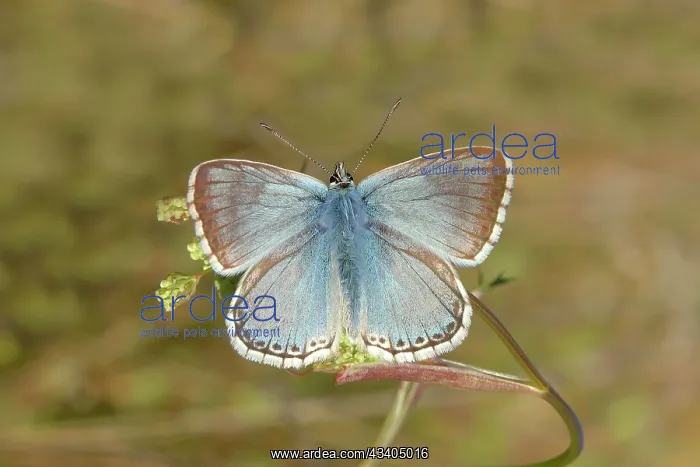 : Silver-green blue (Lysandra coridon) Other animals : Silver-green blue (Lysandra coridon) Other animals