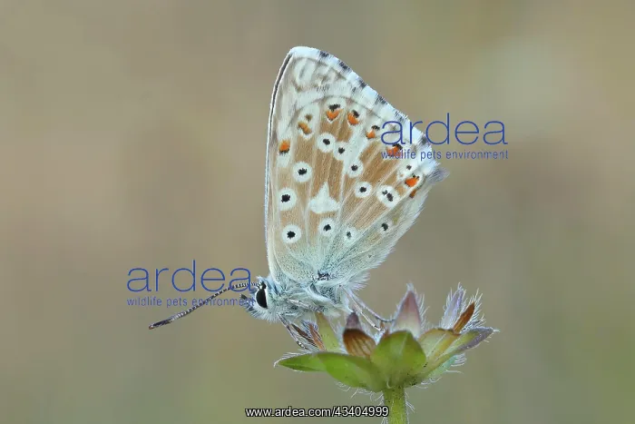 : Silver-green blue (Lysandra coridon) Underside Other : Silver-green blue (Lysandra coridon) Underside Other