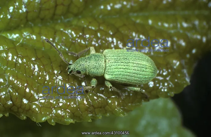 : Silver green leaf weevil (Phyllobius argentatus) : Silver green leaf weevil (Phyllobius argentatus)