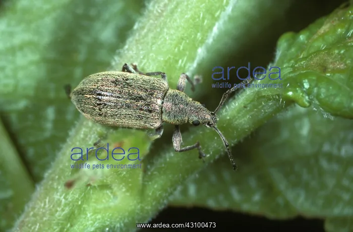 : Silver-green Leaf Weevil (Phyllobius argentatus) : Silver-green Leaf Weevil (Phyllobius argentatus)