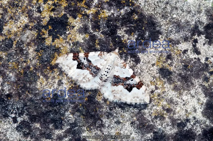 : Silver-ground Carpet Moth - Resting on rock : Silver-ground Carpet Moth - Resting on rock