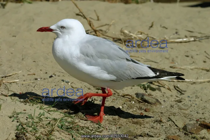 : Silver Gull : Silver Gull