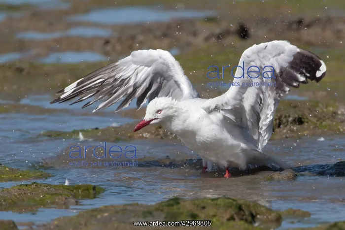 : Silver Gull : Silver Gull