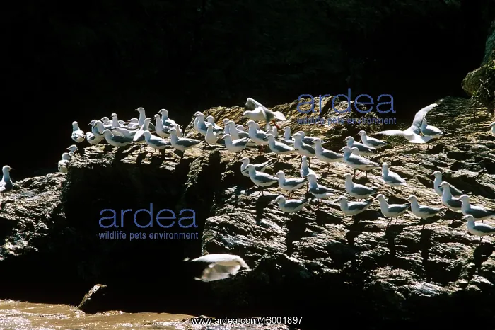 : Silver Gull : Silver Gull