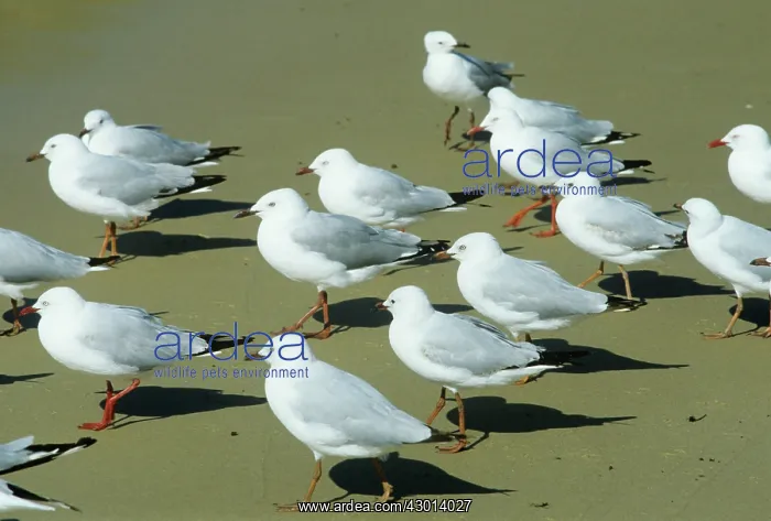 : Silver Gull : Silver Gull