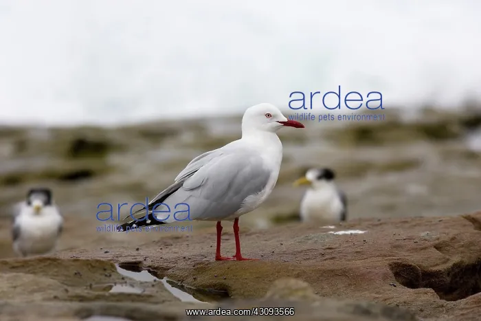 : Silver Gull : Silver Gull
