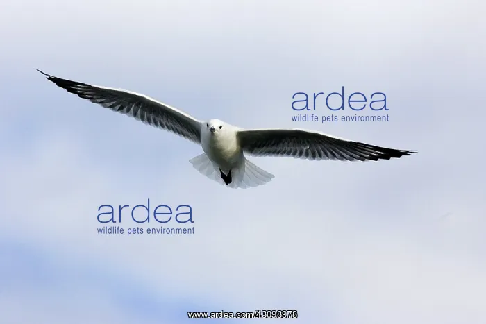 : Silver Gull : Silver Gull