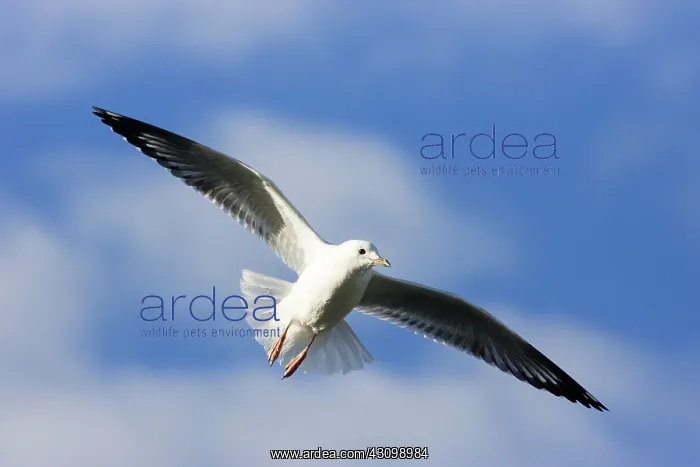 : Silver Gull : Silver Gull