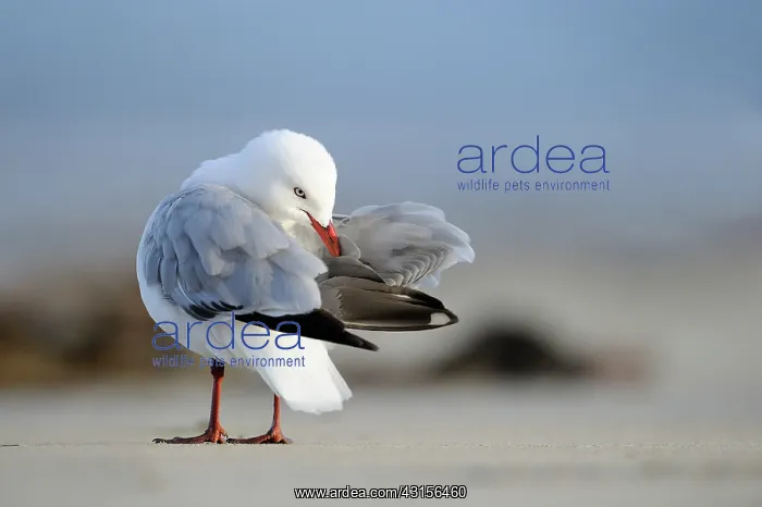 : Silver Gull : Silver Gull