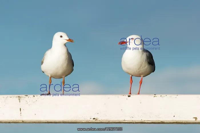 : Silver Gull - Two birds perched on a white fence : Silver Gull - Two birds perched on a white fence