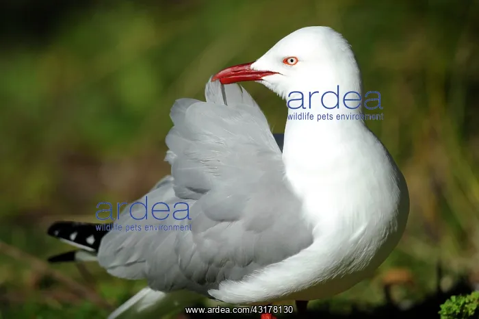 : Silver Gull (Chroicocephalus novaehollandiae) grooming : Silver Gull (Chroicocephalus novaehollandiae) grooming