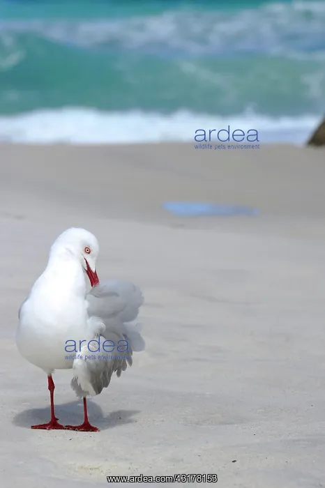 : Silver Gull (Chroicocephalus novaehollandiae) grooming : Silver Gull (Chroicocephalus novaehollandiae) grooming
