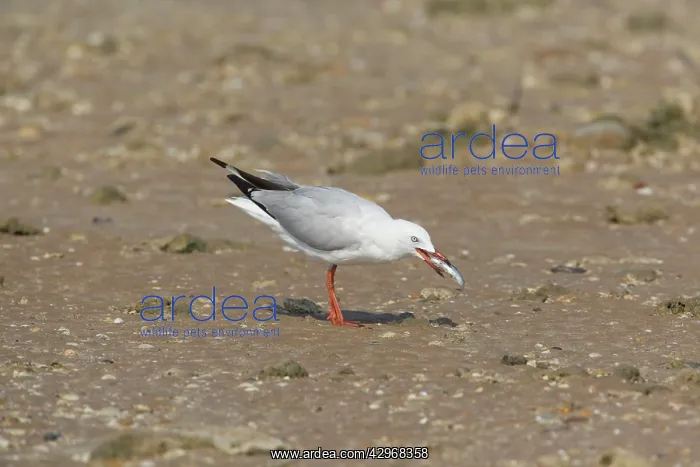  : Silver Gull - with fish