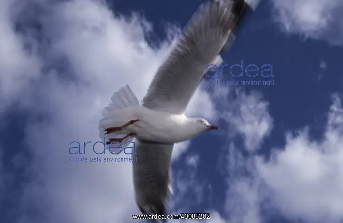 : Silver Gull in Flight : Silver Gull in Flight