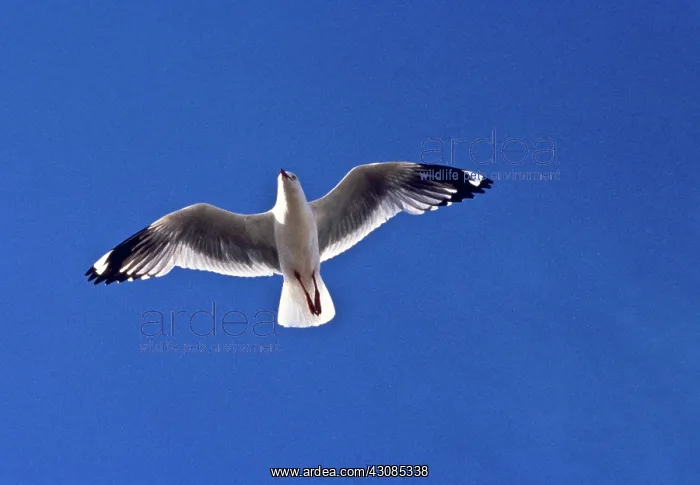 : Silver Gull in Flight : Silver Gull in Flight
