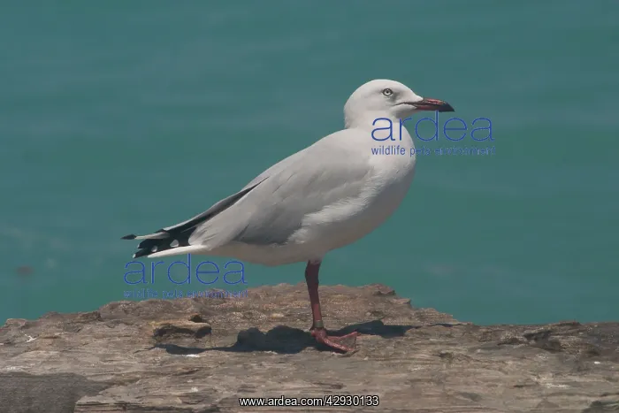 : Silver Gull - Gregarious, bold, noisy opportunistic : Silver Gull - Gregarious, bold, noisy opportunistic