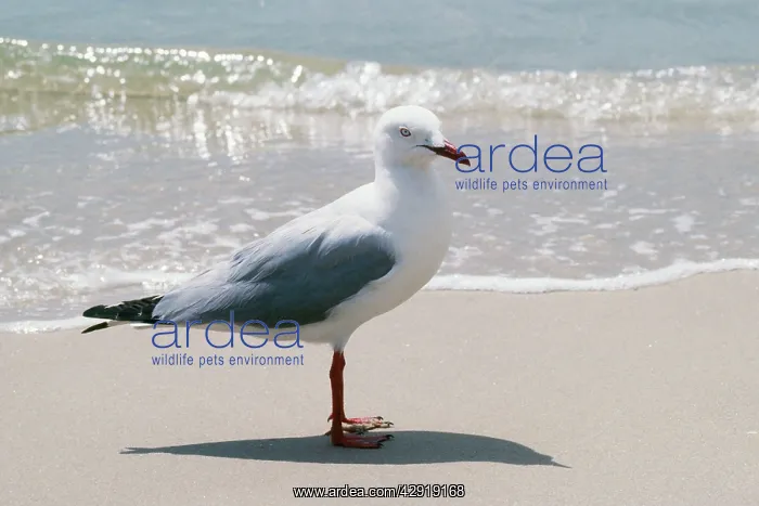 : SILVER GULL - BY SEA : SILVER GULL - BY SEA
