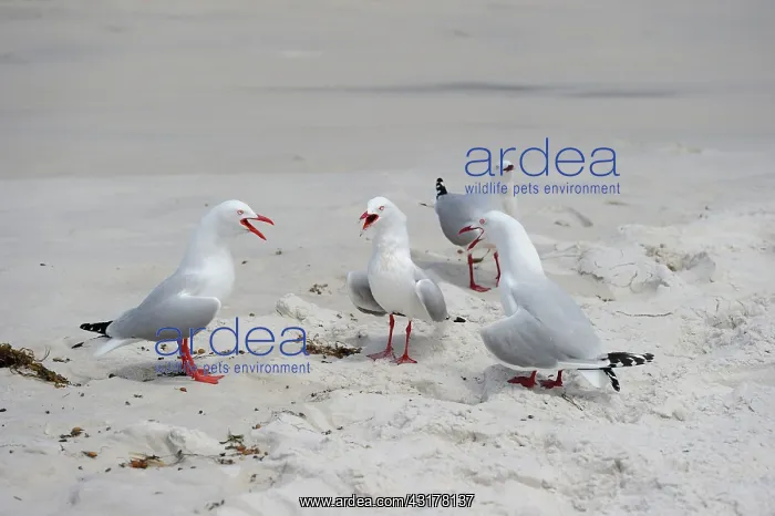 : Silver Gulls (Chroicocephalus novaehollandiae) on : Silver Gulls (Chroicocephalus novaehollandiae) on