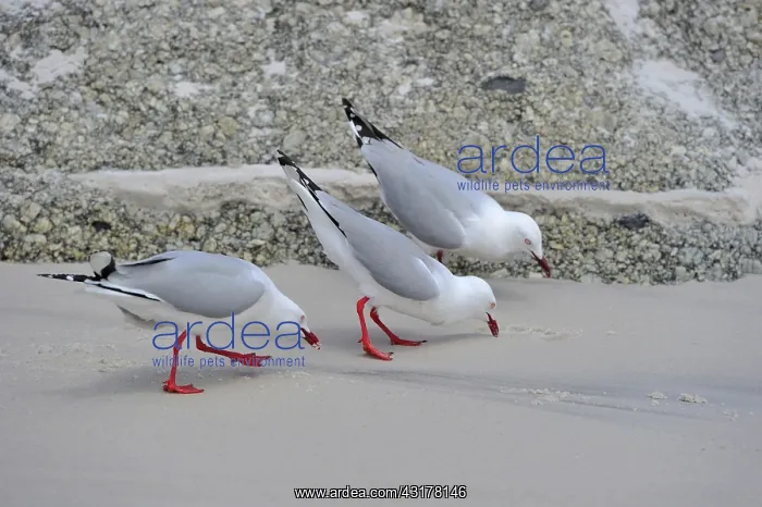 : Silver Gulls (Chroicocephalus novaehollandiae) on : Silver Gulls (Chroicocephalus novaehollandiae) on