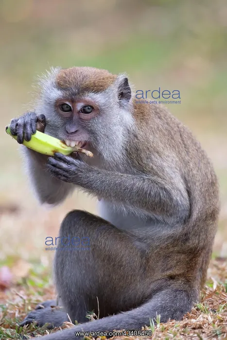 : Silver leaf monkey at Melawati Hill, Kuala Selangor, M : Silver leaf monkey at Melawati Hill, Kuala Selangor, M
