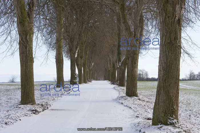 : Silver Lime - alley in snow - Germany : Silver Lime - alley in snow - Germany
