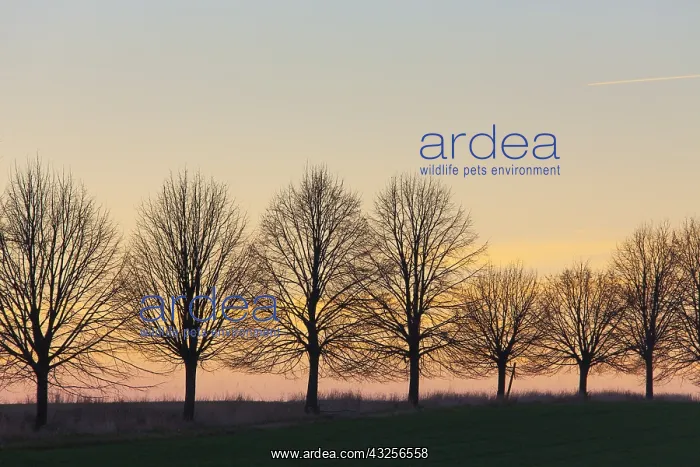 : Silver Lime - alley at sunset - Germany : Silver Lime - alley at sunset - Germany