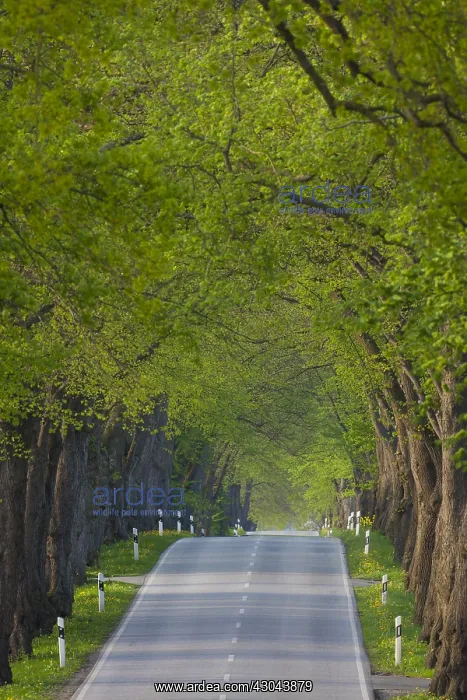  : Silver Lime - avenue in summer - Germany