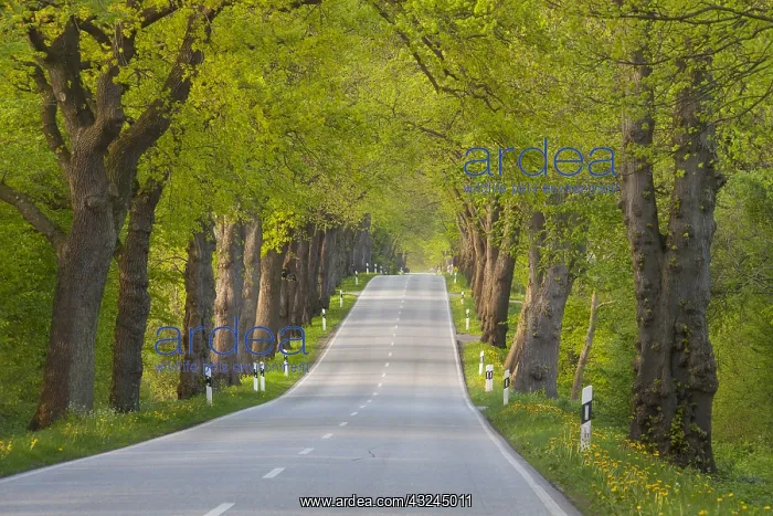  : Silver Lime - avenue in summer - Germany