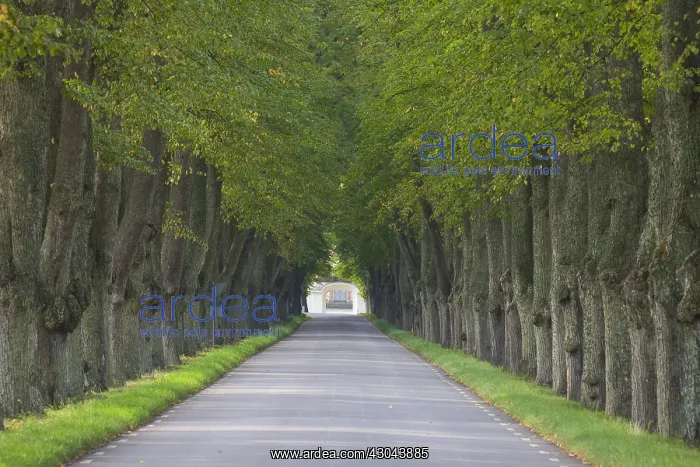  : Silver Lime - avenue in summer - Sweden