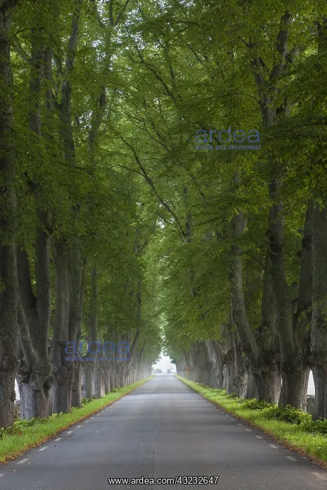  : Silver Lime - avenue in summer - Sweden
