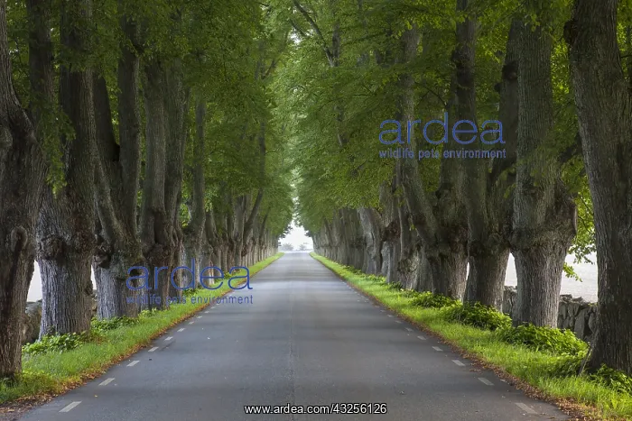  : Silver Lime - avenue in summer - Sweden