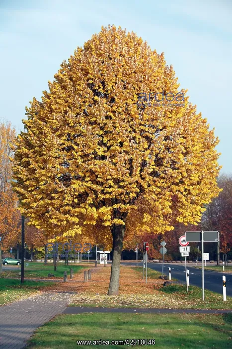 : Silver Lime Tree - by road - autumn : Silver Lime Tree - by road - autumn