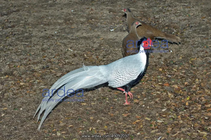 : Silver Pheasant male and females : Silver Pheasant male and females
