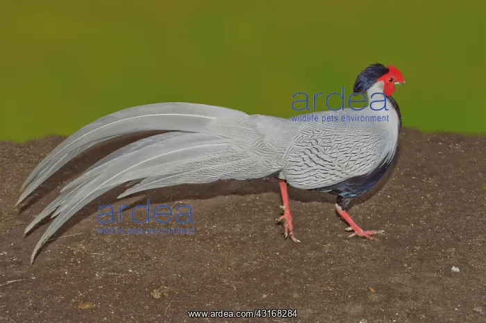 : Silver Pheasant in strutting pose : Silver Pheasant in strutting pose