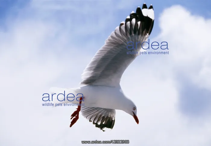 : SILVER / Red-Billed GULL - in flight : SILVER / Red-Billed GULL - in flight