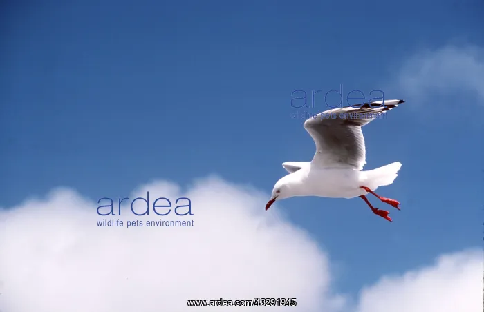 : Silver / Red-billed Gull - in flight : Silver / Red-billed Gull - in flight