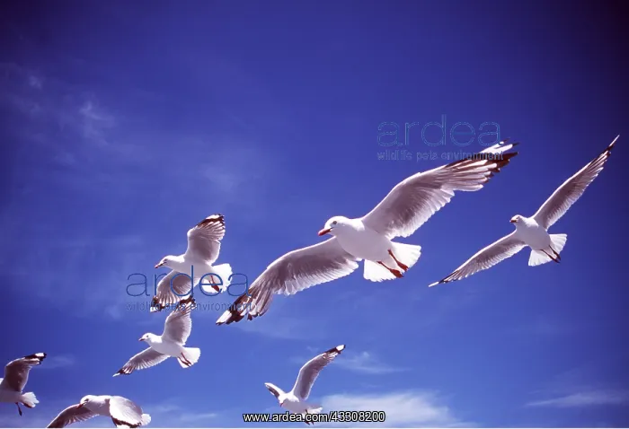 : SILVER / Red-Billed GULL - FLOCK IN FLIGHT : SILVER / Red-Billed GULL - FLOCK IN FLIGHT