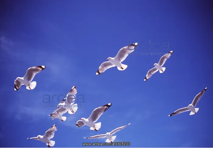 : SILVER / Red-billed GULL - flock in flight : SILVER / Red-billed GULL - flock in flight