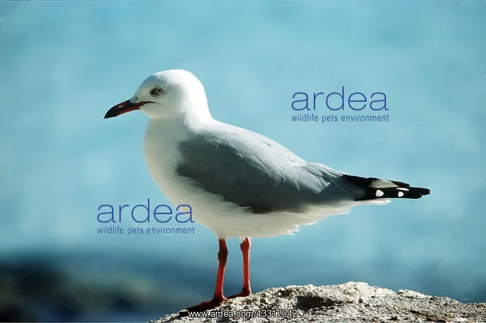 : SILVER / Red-Billed GULL - side profile : SILVER / Red-Billed GULL - side profile