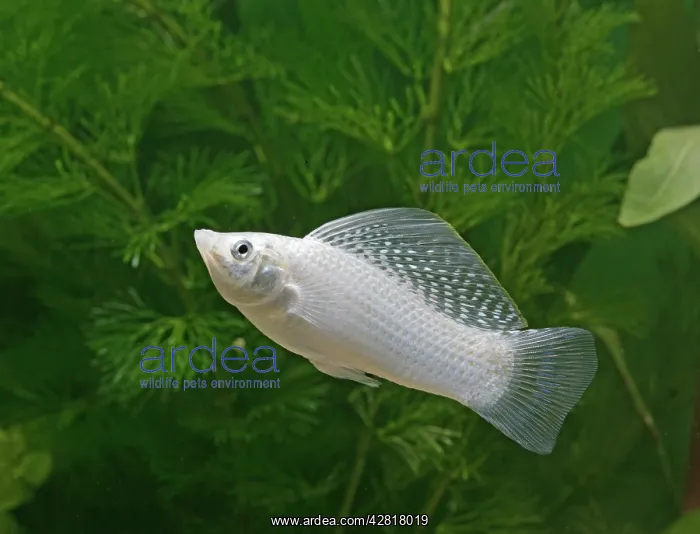 : Silver sailfin molly - male side view : Silver sailfin molly - male side view
