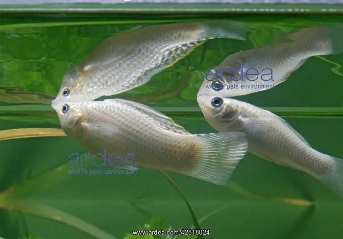 : Silver sailfin molly - pair side view : Silver sailfin molly - pair side view
