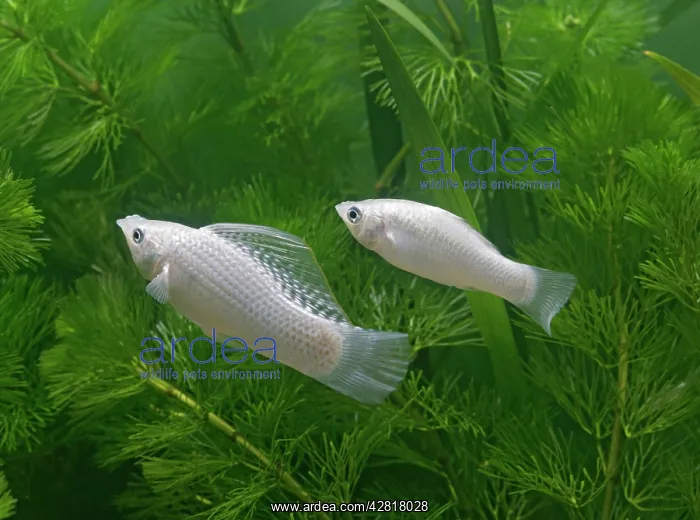 : Silver sailfin molly - pair side view : Silver sailfin molly - pair side view