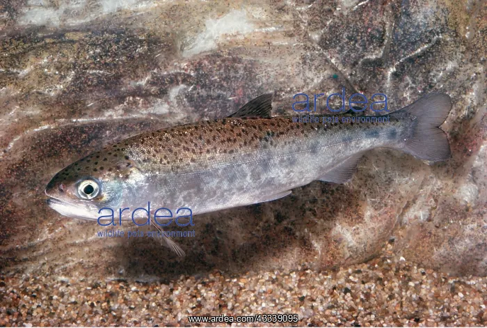 : SILVER SALMON - WHOLE BODY : SILVER SALMON - WHOLE BODY