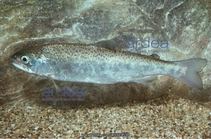 : SILVER SALMON - WHOLE BODY : SILVER SALMON - WHOLE BODY