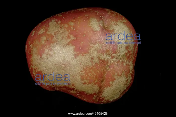 : Silver scurf on red Desiree potato : Silver scurf on red Desiree potato