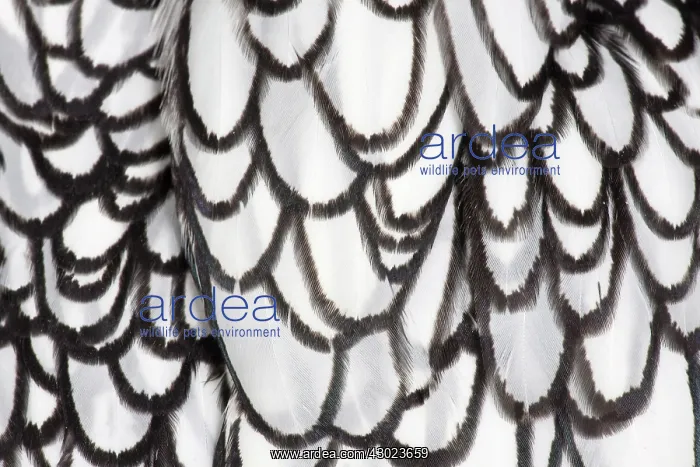 : Silver Sebright Chicken close-up of feathers : Silver Sebright Chicken close-up of feathers