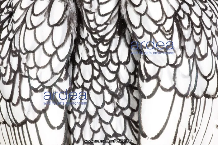 : Silver Sebright Chicken close-up of feathers : Silver Sebright Chicken close-up of feathers