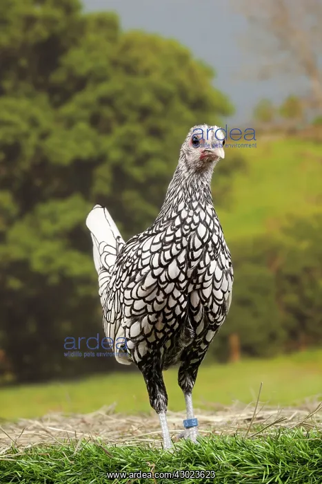 : Silver Sebright Chicken young : Silver Sebright Chicken young