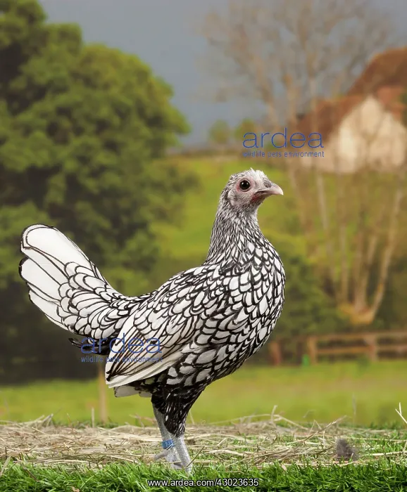 : Silver Sebright Chicken young : Silver Sebright Chicken young