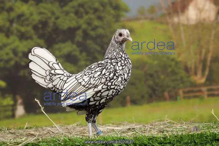 : Silver Sebright Chicken young : Silver Sebright Chicken young